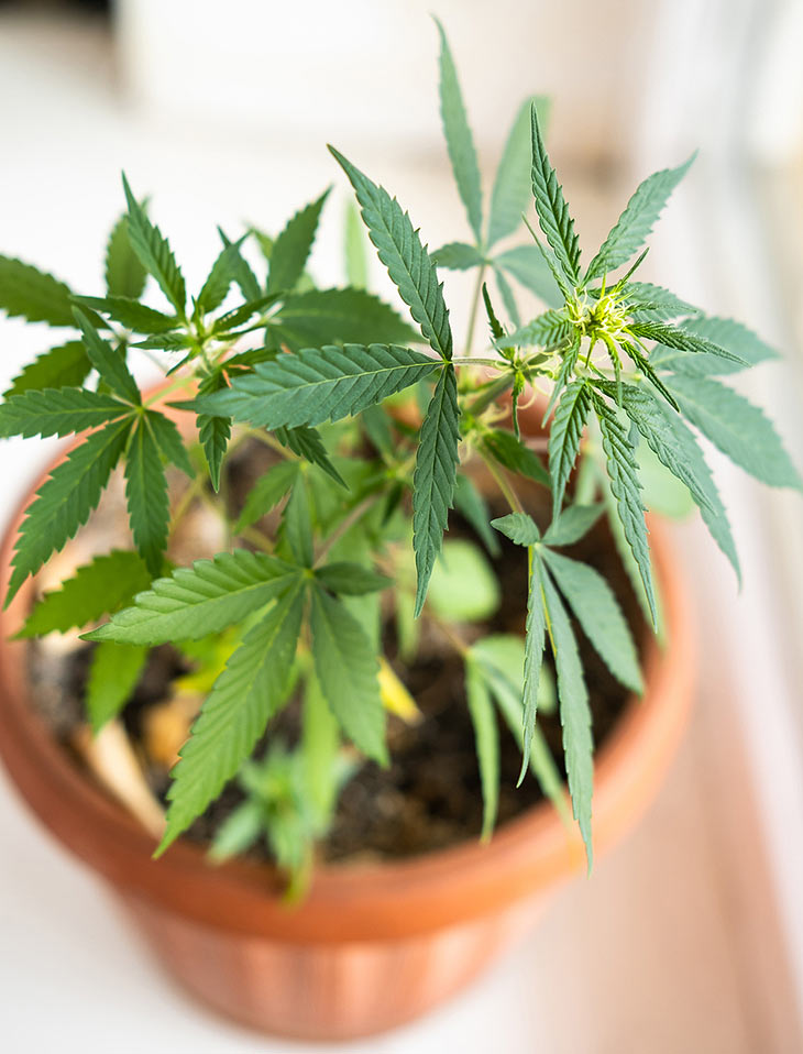Cannabis darf man nun auch in begrenzter Menge selbst anbauen (©Foto: iStock-Nebasin)